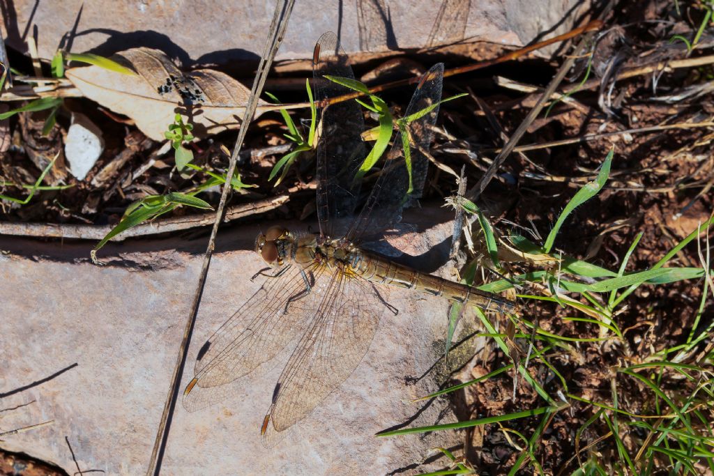 Libellulidae - Sympetrum striolatum ? - Sì